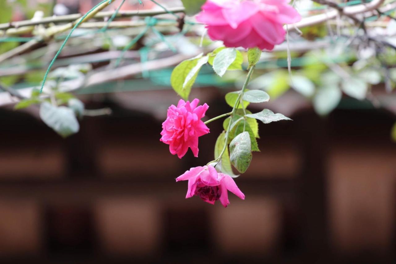 Chicken'S House- Duong Lam Homestay Ханой Екстер'єр фото